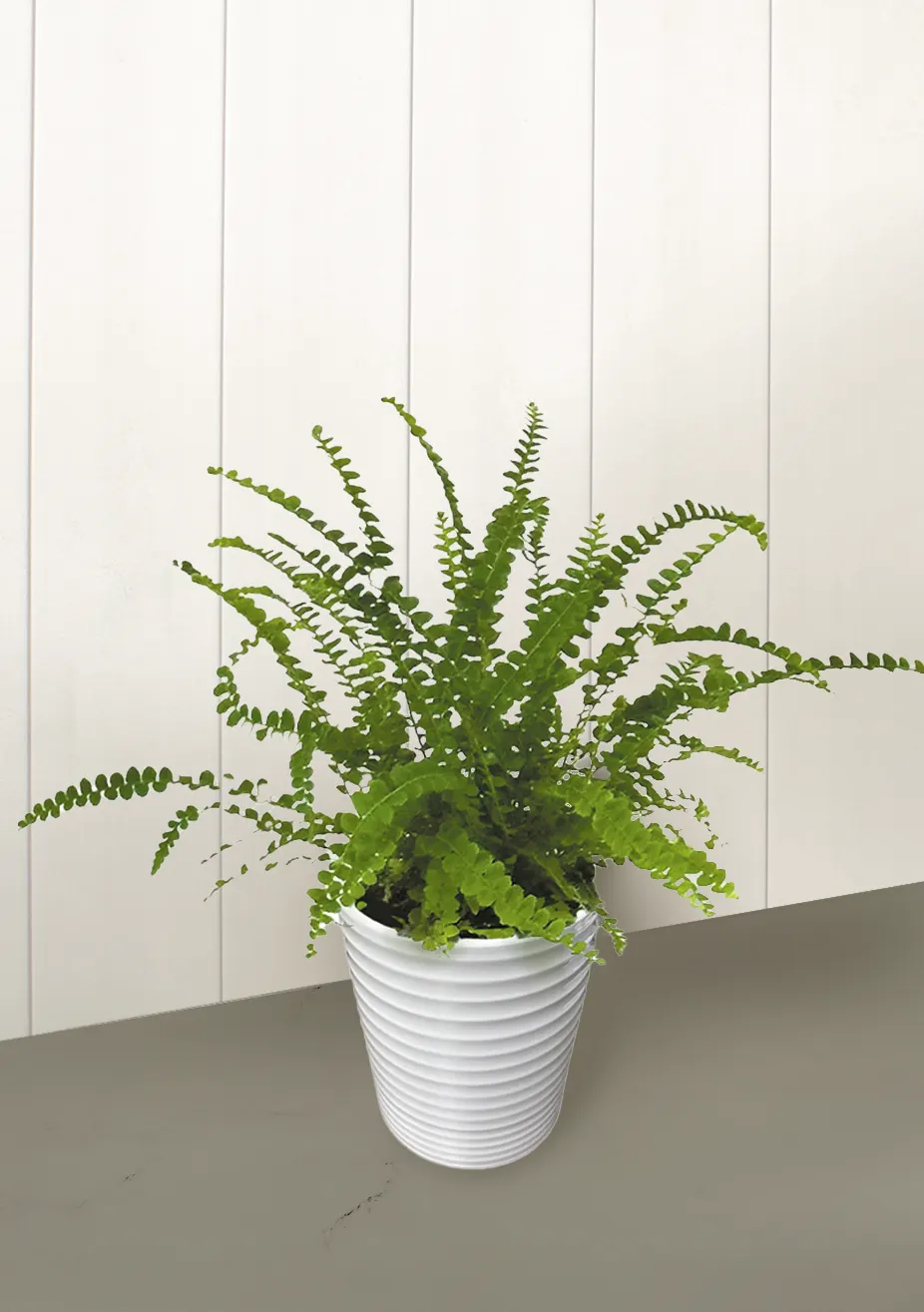 Cute as a Button™ Lemon Button Fern (Nephrolepis cordifolia) — The Nephrolepis cordifolia is a compact fern with bright light-green