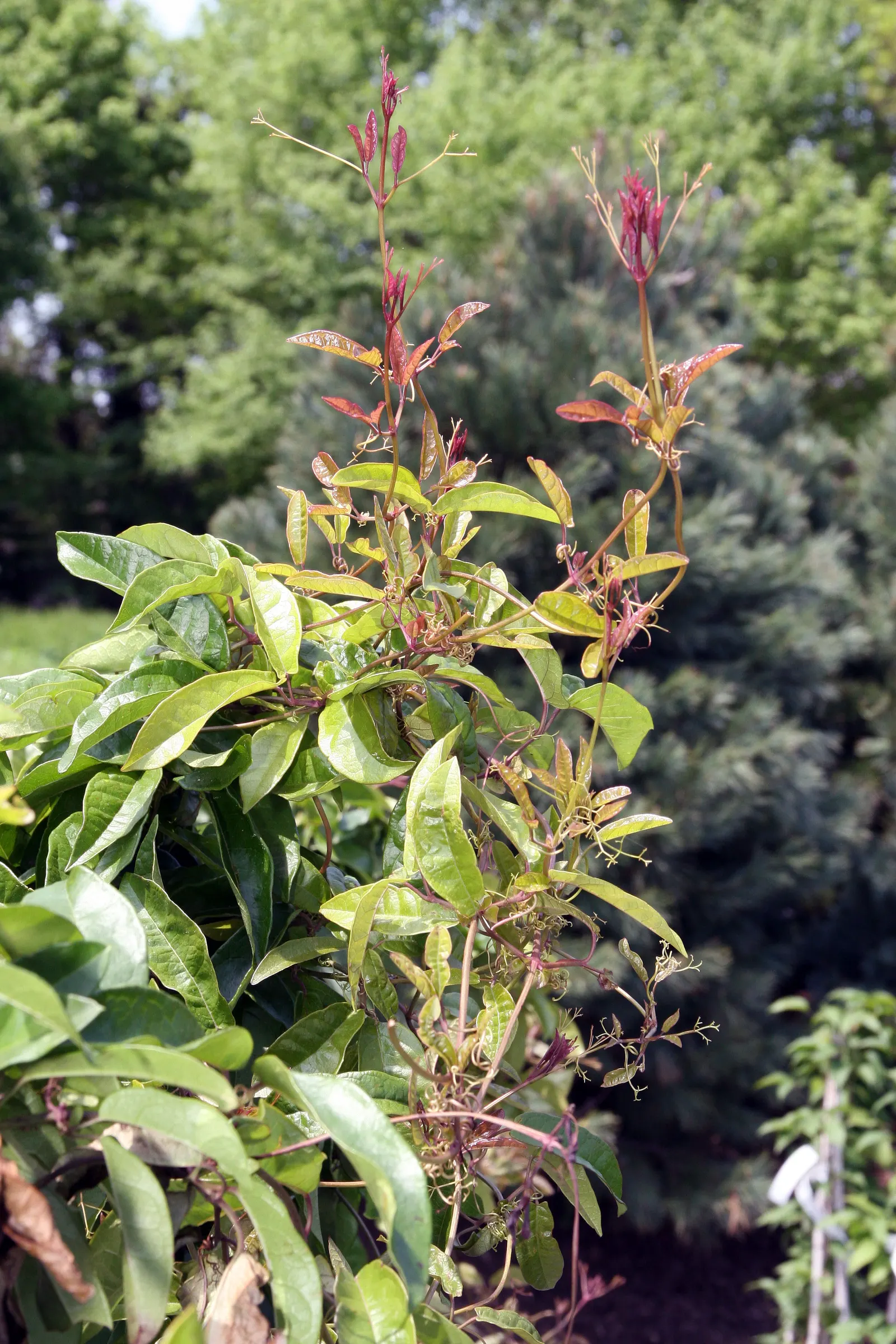 Tangerine Beauty Crossvine (Bignonia Capreolata 'Tangerine Beauty') — making it perfect for trellises or fences