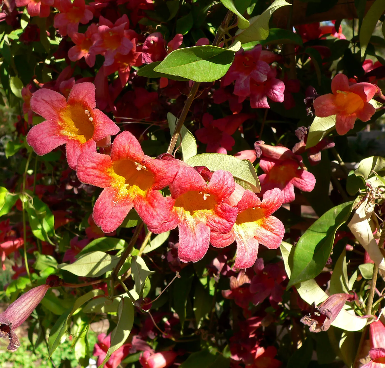 Tangerine Beauty Crossvine (Bignonia Capreolata 'Tangerine Beauty') — The Tangerine Beauty Crossvine (Bignonia capreolata 'Tangerine Beauty') is a fast-growing