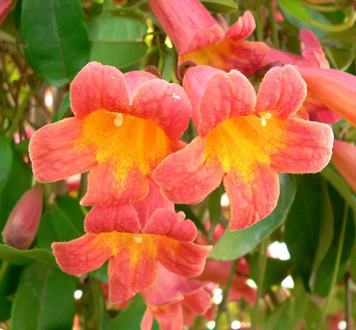 Tangerine Beauty Crossvine (Bignonia Capreolata 'Tangerine Beauty') — semi-evergreen climber prized for its vibrant orange trumpet-shaped blooms in spring