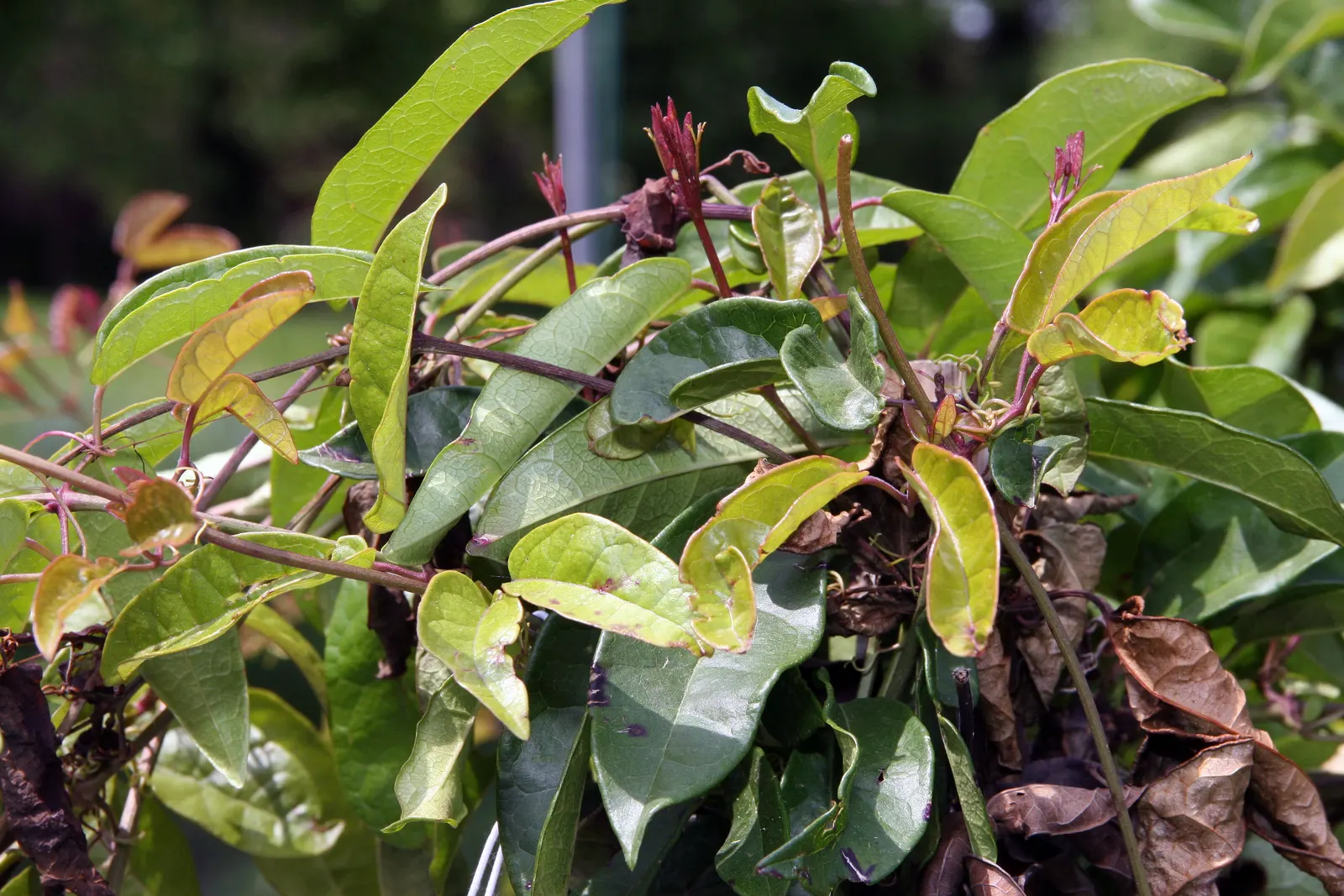 Tangerine Beauty Crossvine (Bignonia Capreolata 'Tangerine Beauty') — Its lush foliage creates dense coverage, thriving in zones 6-9 with full-to-partial sun