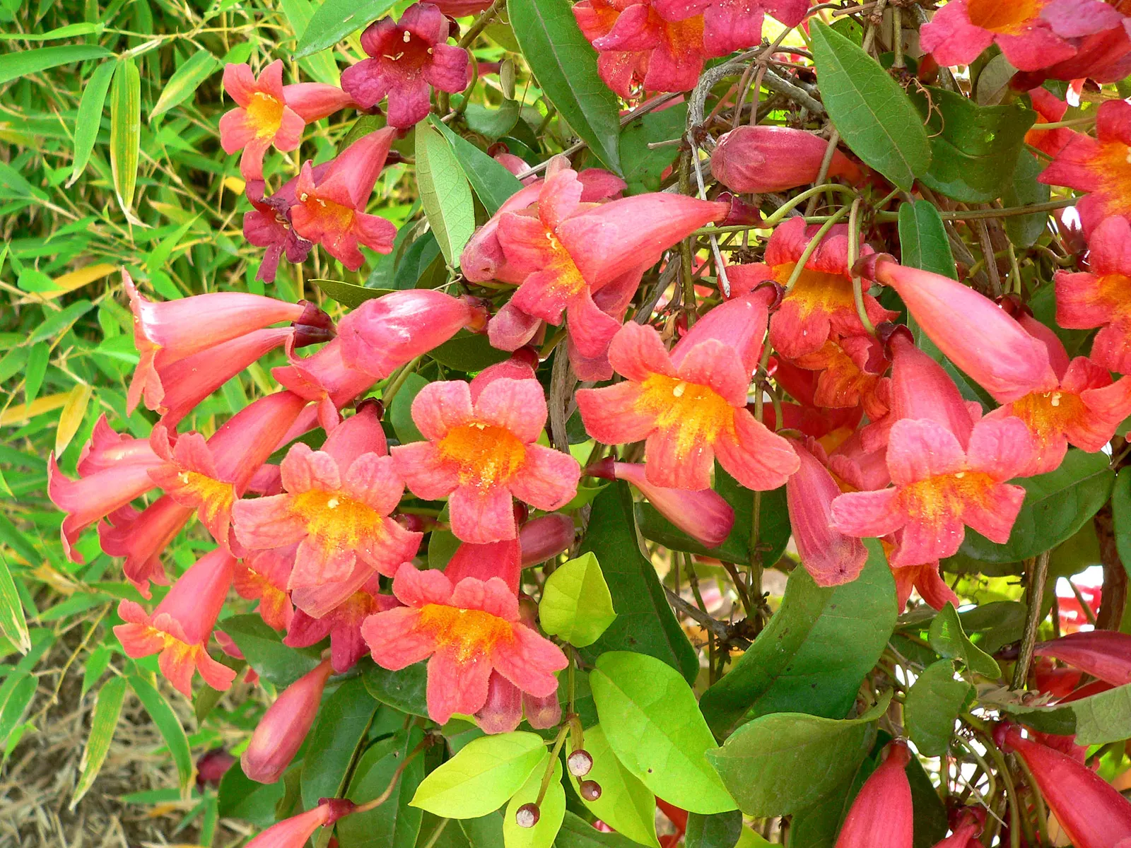 Tangerine Beauty Crossvine (Bignonia Capreolata 'Tangerine Beauty') — reaching heights of 30-50 feet