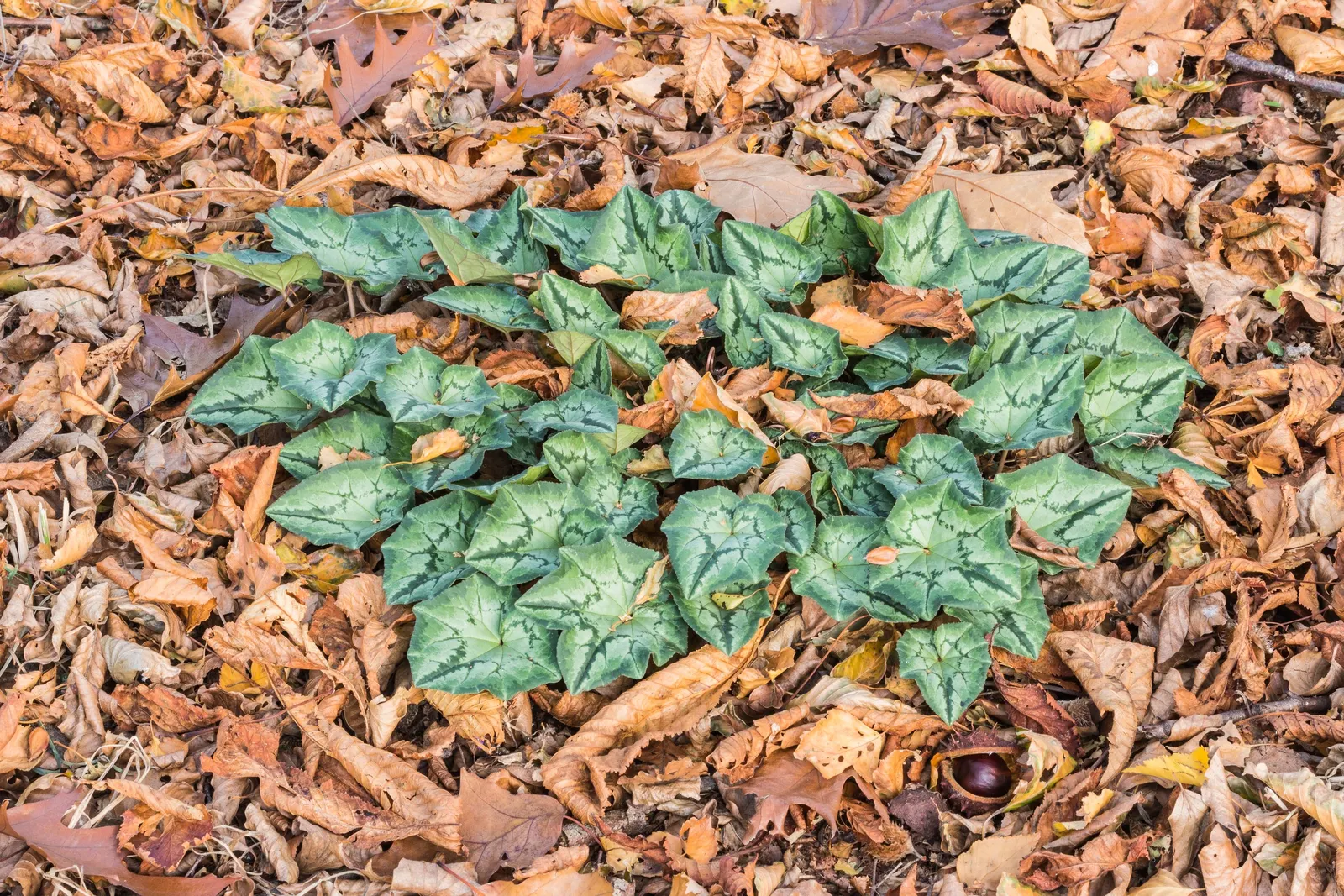 Hardy Cyclamen (Cyclamen Hederifolium) — rock gardens or naturalized woodland settings.<br><br>Preferring partial to full shade