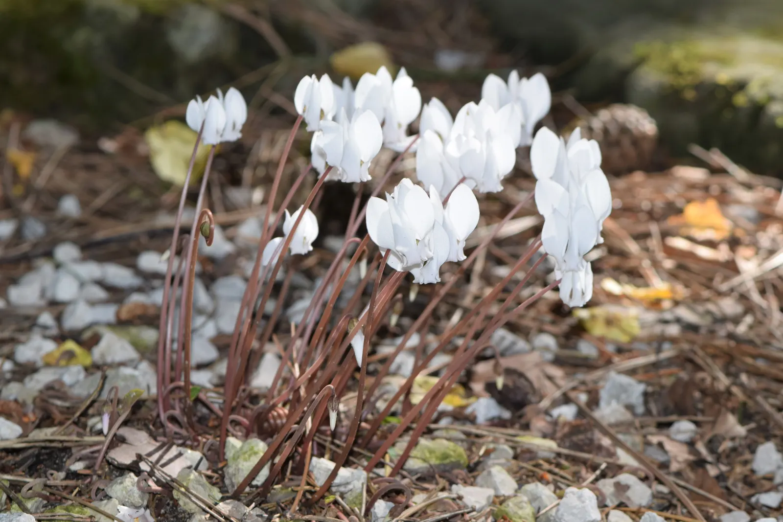 Hardy Cyclamen (Cyclamen Hederifolium) — scientifically named Cyclamen hederifolium; the plant goes dormant in the summer