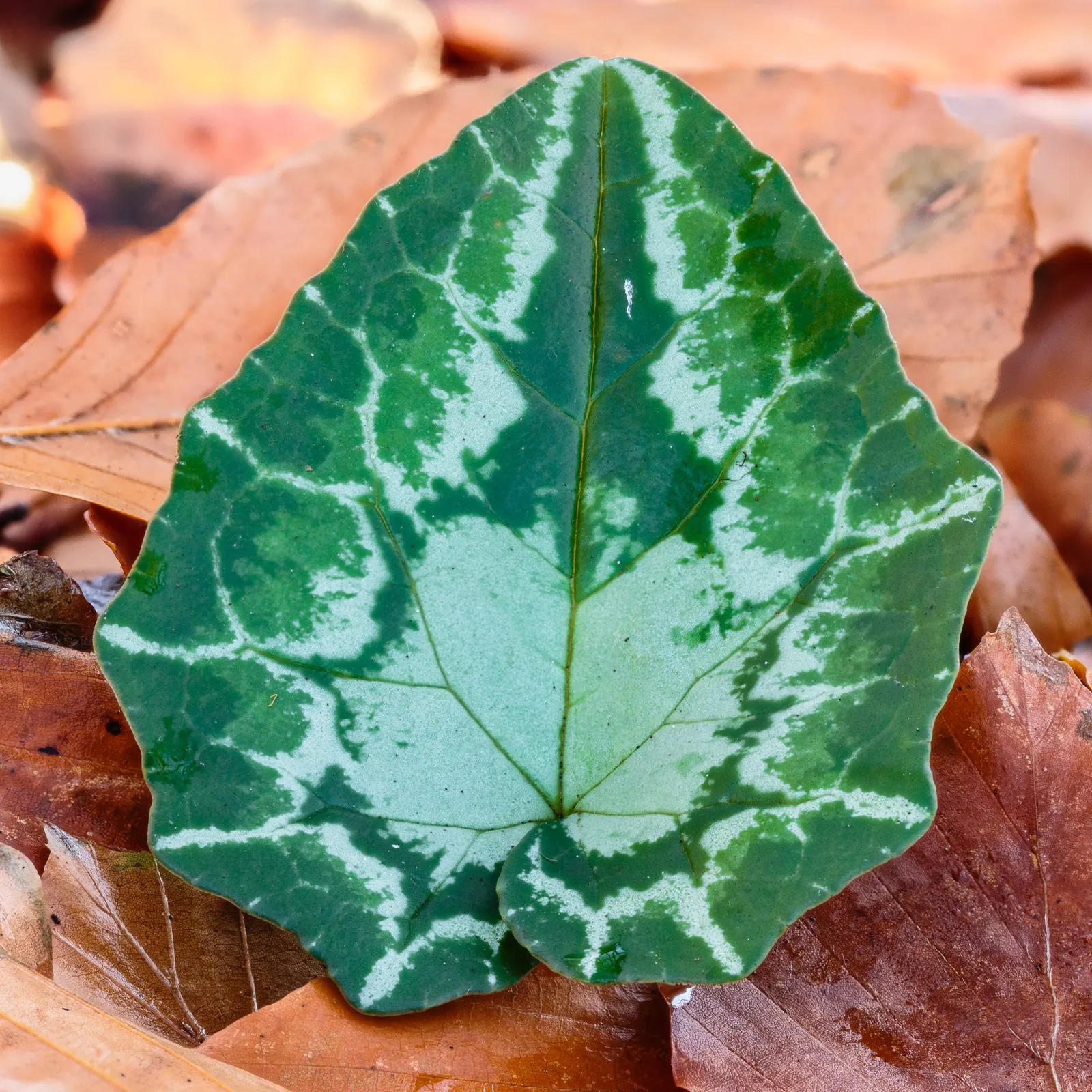 Hardy Cyclamen (Cyclamen Hederifolium) — perennial for deep shade or shade
