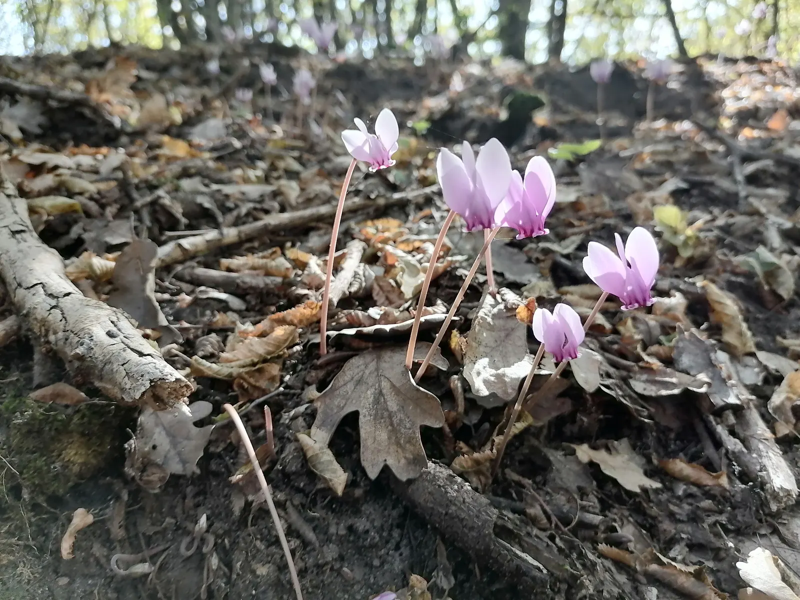 Hardy Cyclamen (Cyclamen Hederifolium) — This resilient perennial thrives in USDA Zones 5-9, preferring well-drained soil; for seasonal interest and minimal