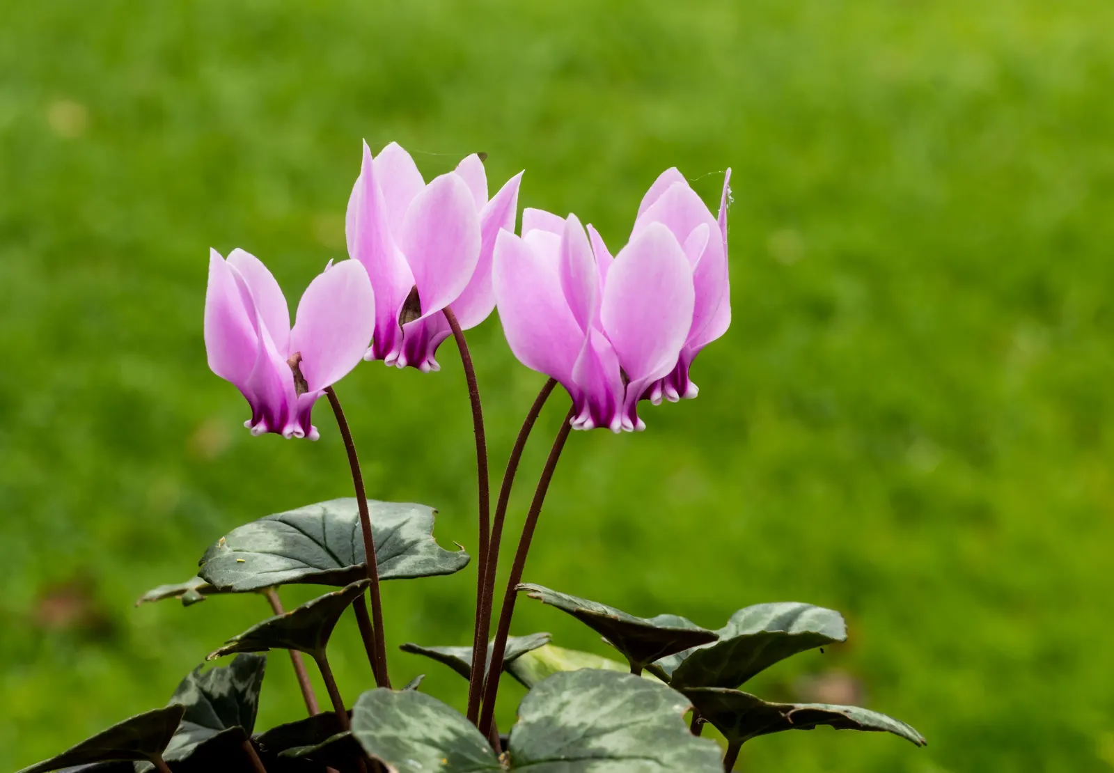 Hardy Cyclamen (Cyclamen Hederifolium) — With a modest spread of 6-12 inches