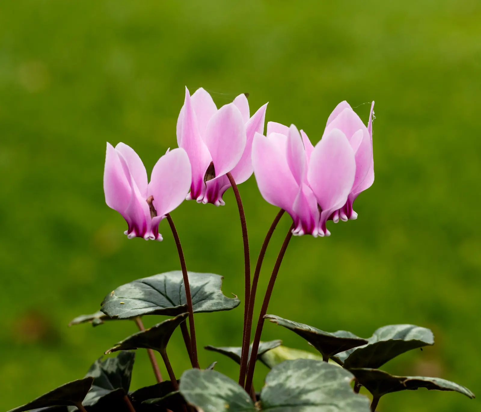 Hardy Cyclamen (Cyclamen Hederifolium) — is a gem for any landscape design seeking to introduce a touch of refined charm and resilience; perennial for deep