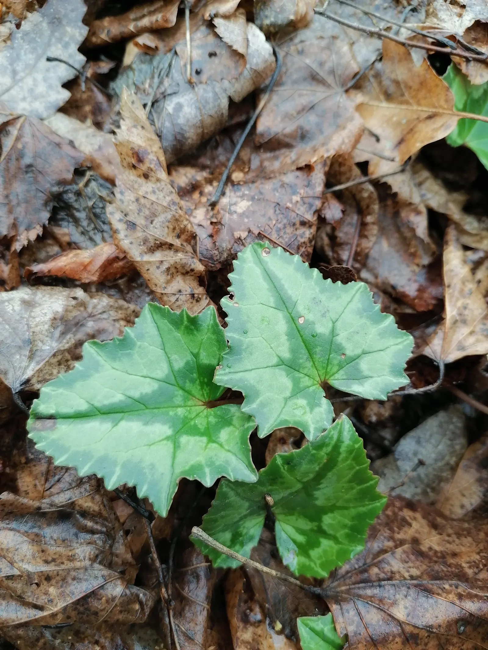Hardy Cyclamen (Cyclamen Hederifolium) — With a modest spread of 6-12 inches; heart-shaped foliage rises to about 6-9 inches