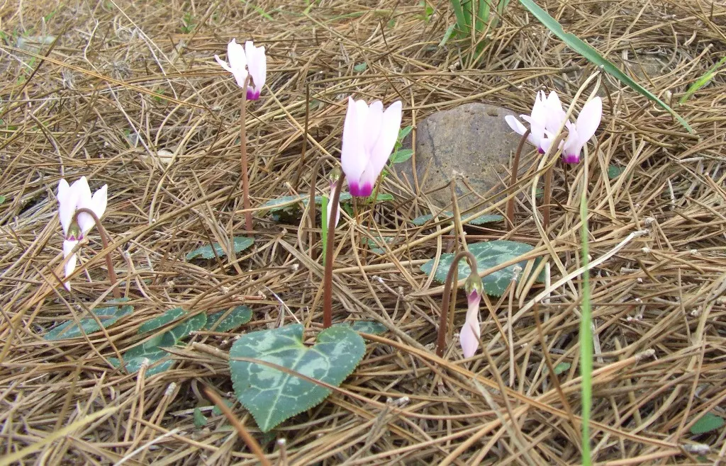 Hardy Cyclamen (Cyclamen Hederifolium) — intricately patterned foliage which resembles the shape of ivy leaves