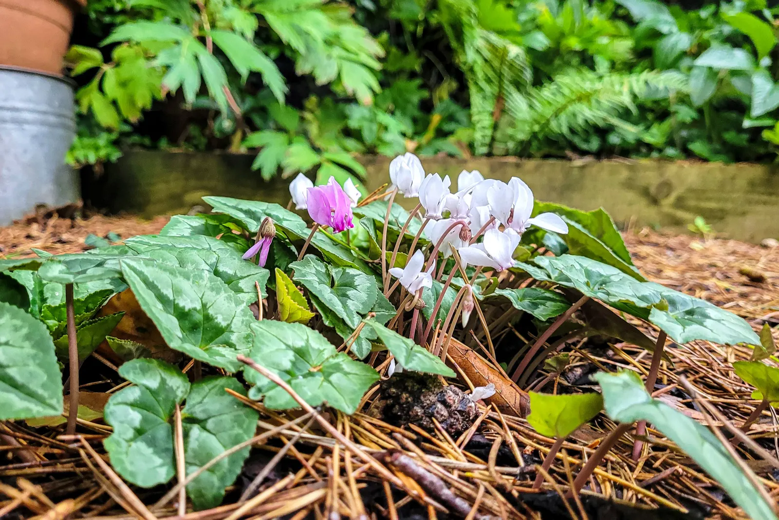 Hardy Cyclamen (Cyclamen Hederifolium) — pink flowers in the garden; with their deep green and silver-marbled patterns