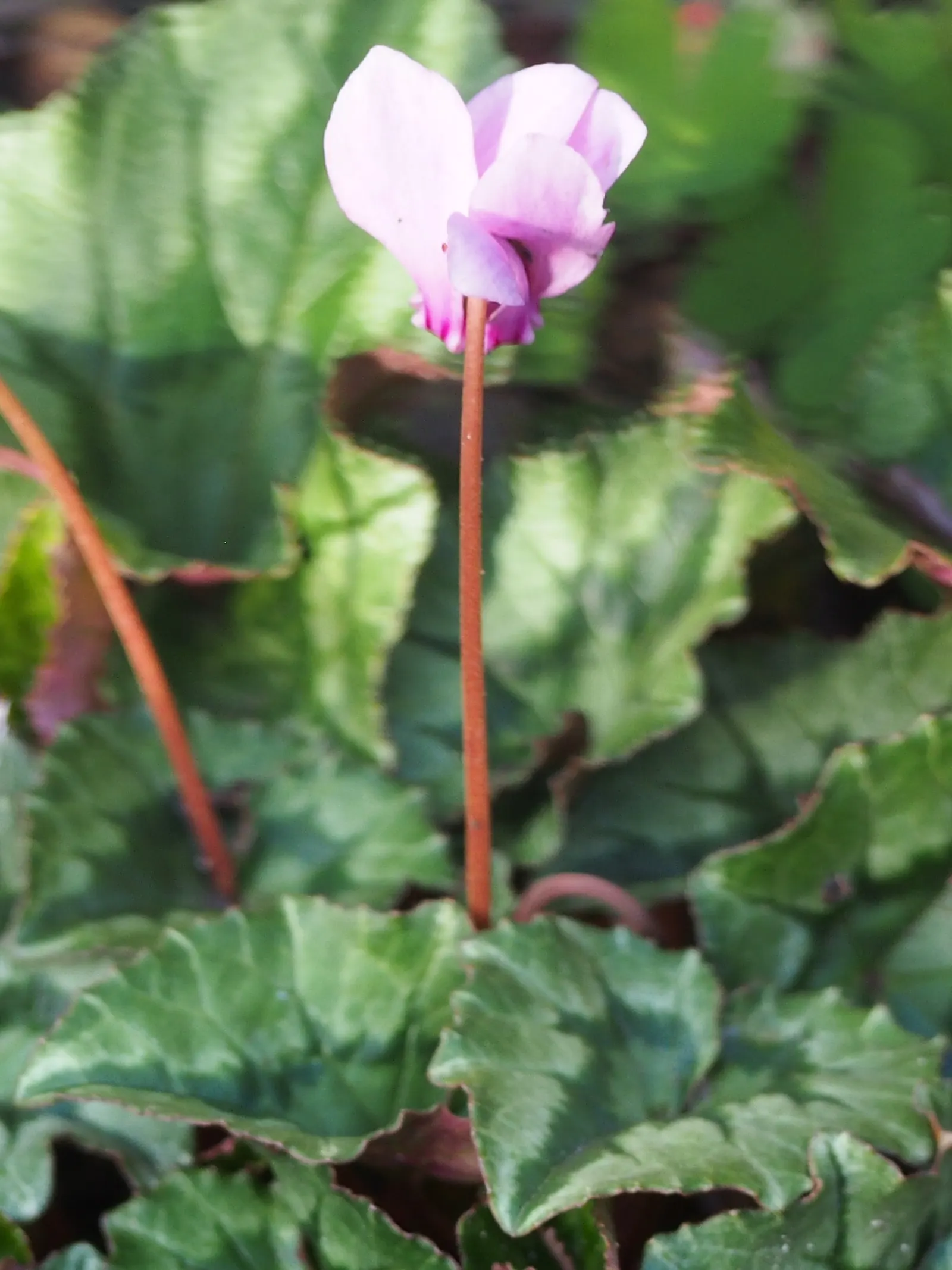 Hardy Cyclamen (Cyclamen Hederifolium) — Hardy Cyclamen, Cyclamen hederifolium, provides delicate beauty in shadier spots; this resilient perennial, image 61