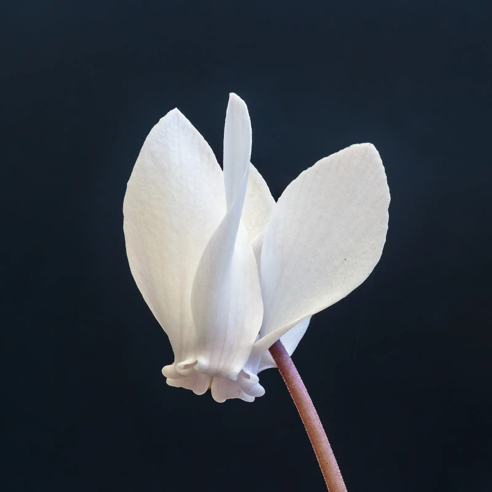 Hardy Cyclamen (Cyclamen Hederifolium) — For seasonal interest and minimal maintenance; frost hardy down to USDA zone 5, they can survive brief periods of