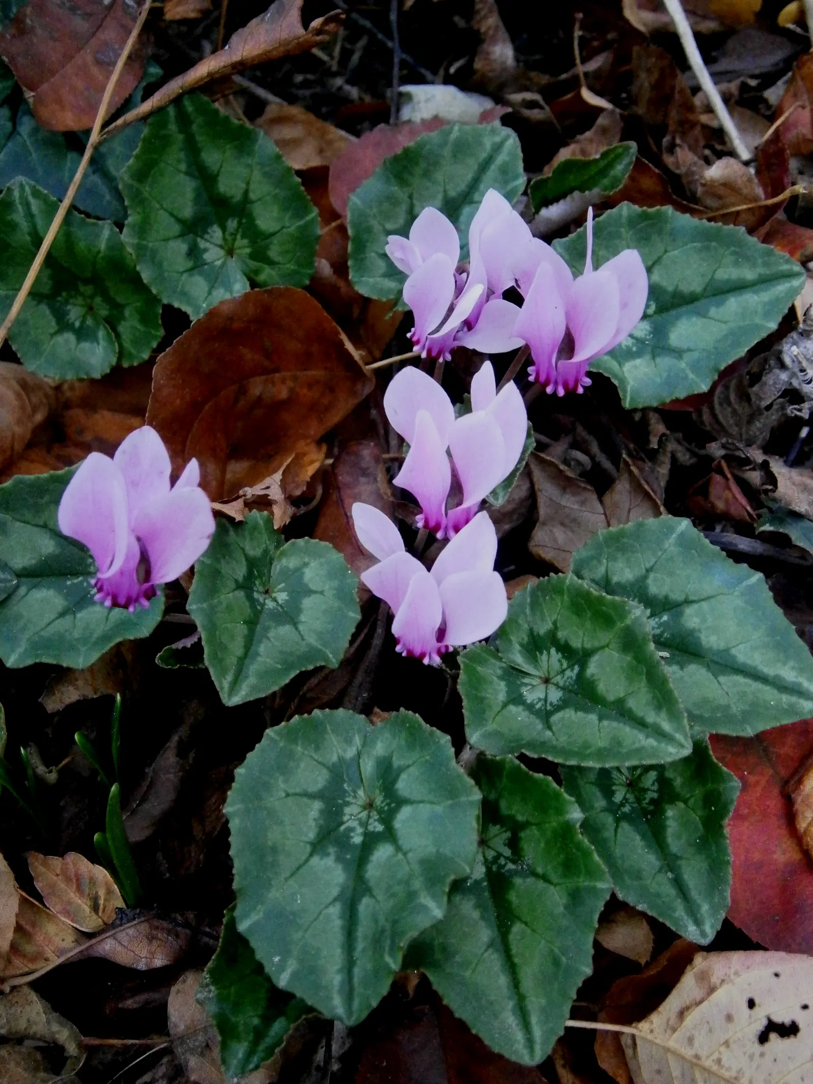 Hardy Cyclamen (Cyclamen Hederifolium) — right before or as the flowers bloom.<br><br>Flowering from late summer into the autumn; hence the epithet