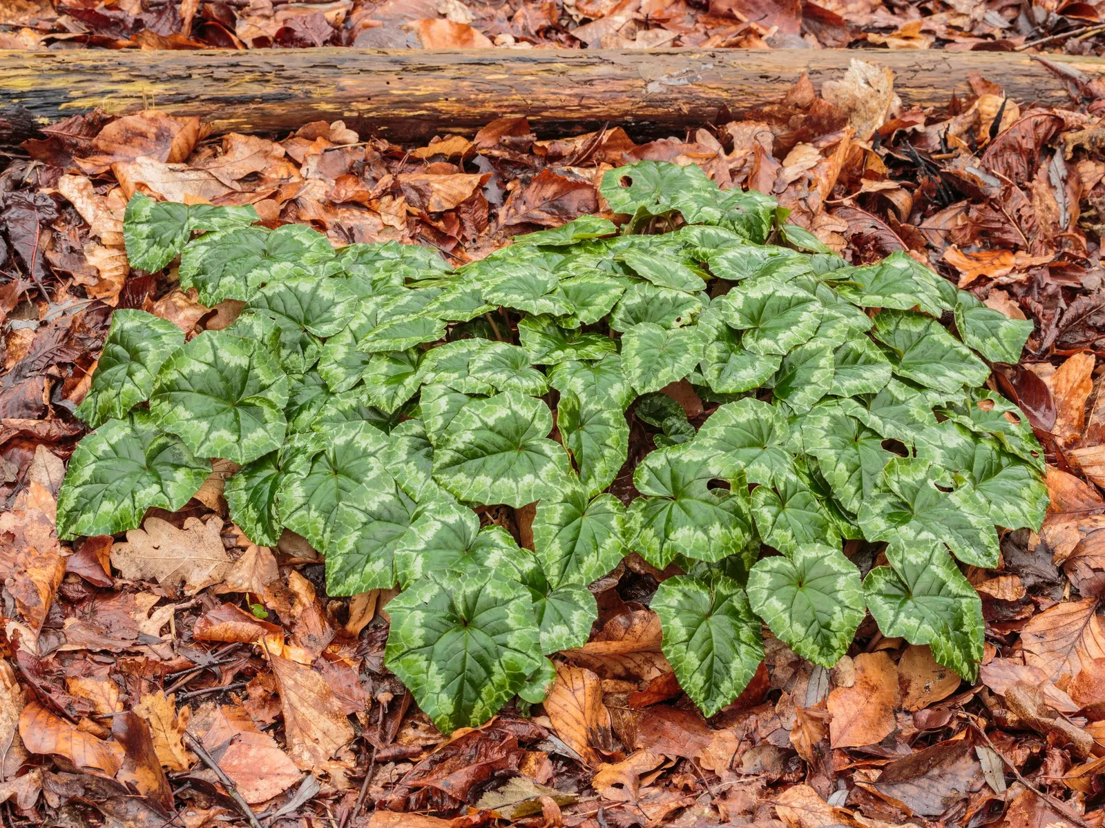 Hardy Cyclamen (Cyclamen Hederifolium) — scientifically named Cyclamen hederifolium; the plant goes dormant in the summer, image 68