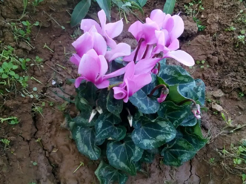 Hardy Cyclamen (Cyclamen Hederifolium) — This resilient perennial thrives in USDA Zones 5-9, preferring well-drained soil