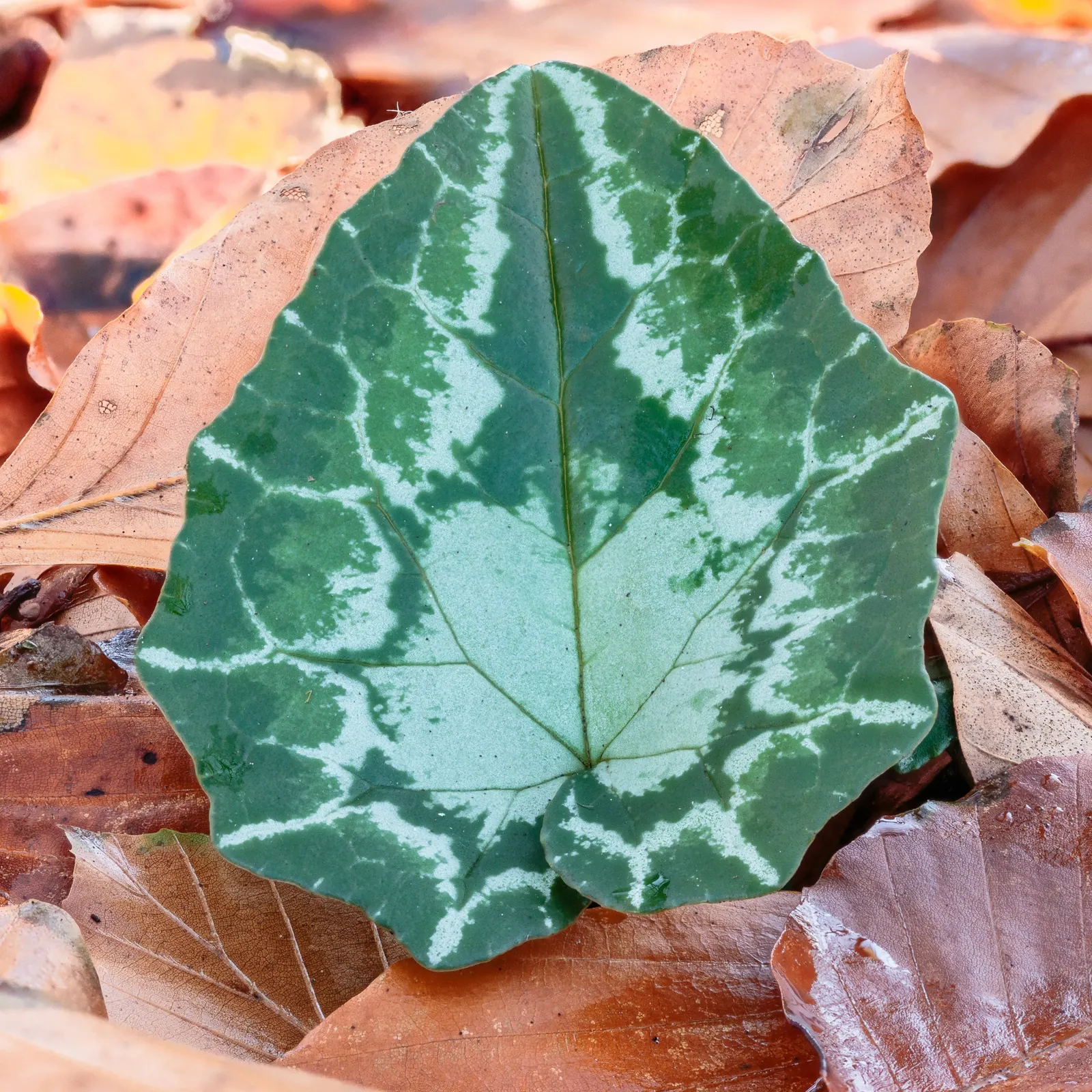 Hardy Cyclamen (Cyclamen Hederifolium) — heart-shaped foliage rises to about 6-9 inches