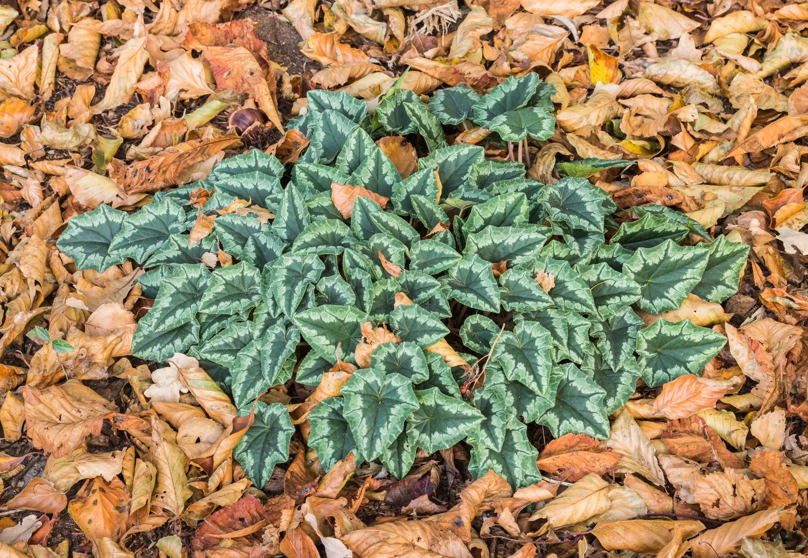 Hardy Cyclamen (Cyclamen Hederifolium) — is remarkably drought tolerant