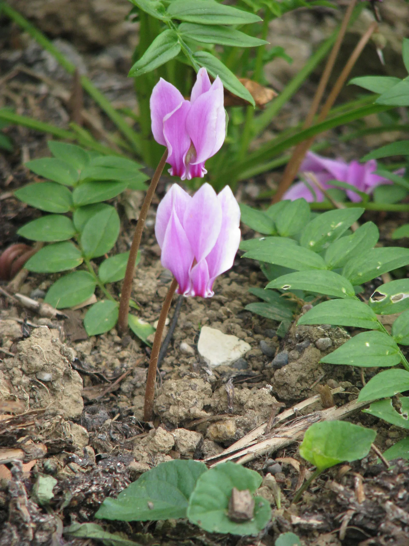 Hardy Cyclamen (Cyclamen Hederifolium) — resembling a flock of hovering butterflies approximately an inch above the soil