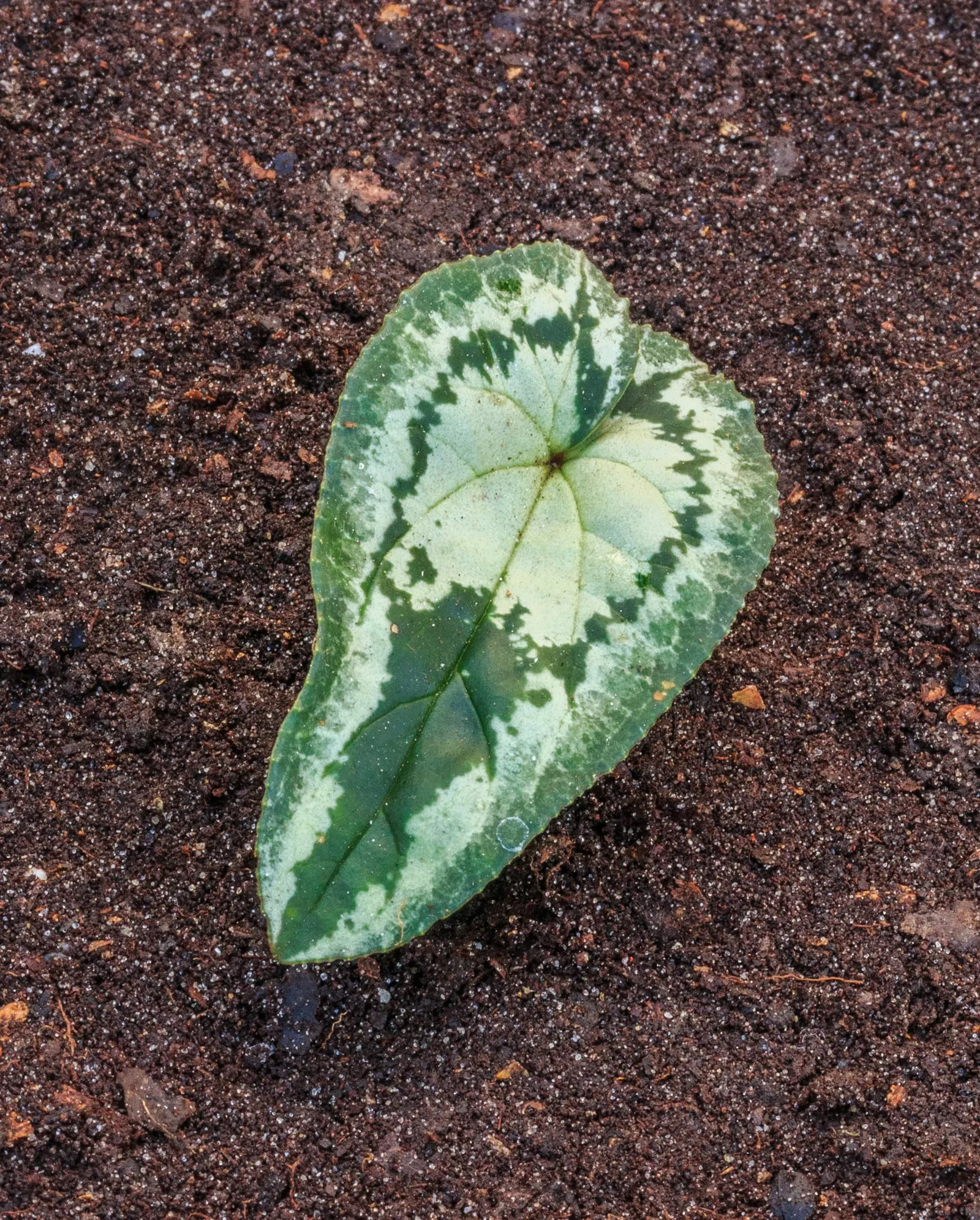 Hardy Cyclamen (Cyclamen Hederifolium) — The charming blooms and foliage add subtle elegance to dappled shade gardens; upswept pink to white petals, image 67