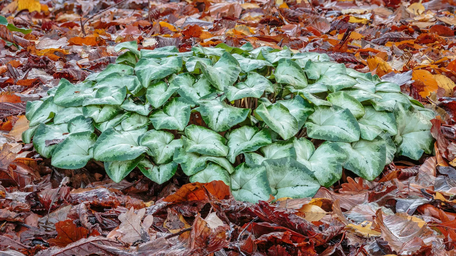 Hardy Cyclamen (Cyclamen Hederifolium) — making it a perfect candidate for ground cover