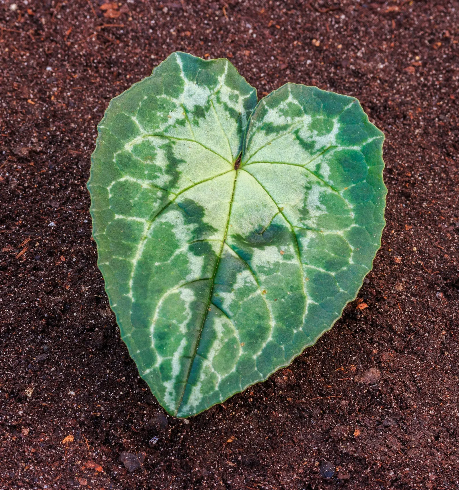 Hardy Cyclamen (Cyclamen Hederifolium) — Cyclamen hederifolium is an ideal perennial for your garden; perennial with pink blooms
