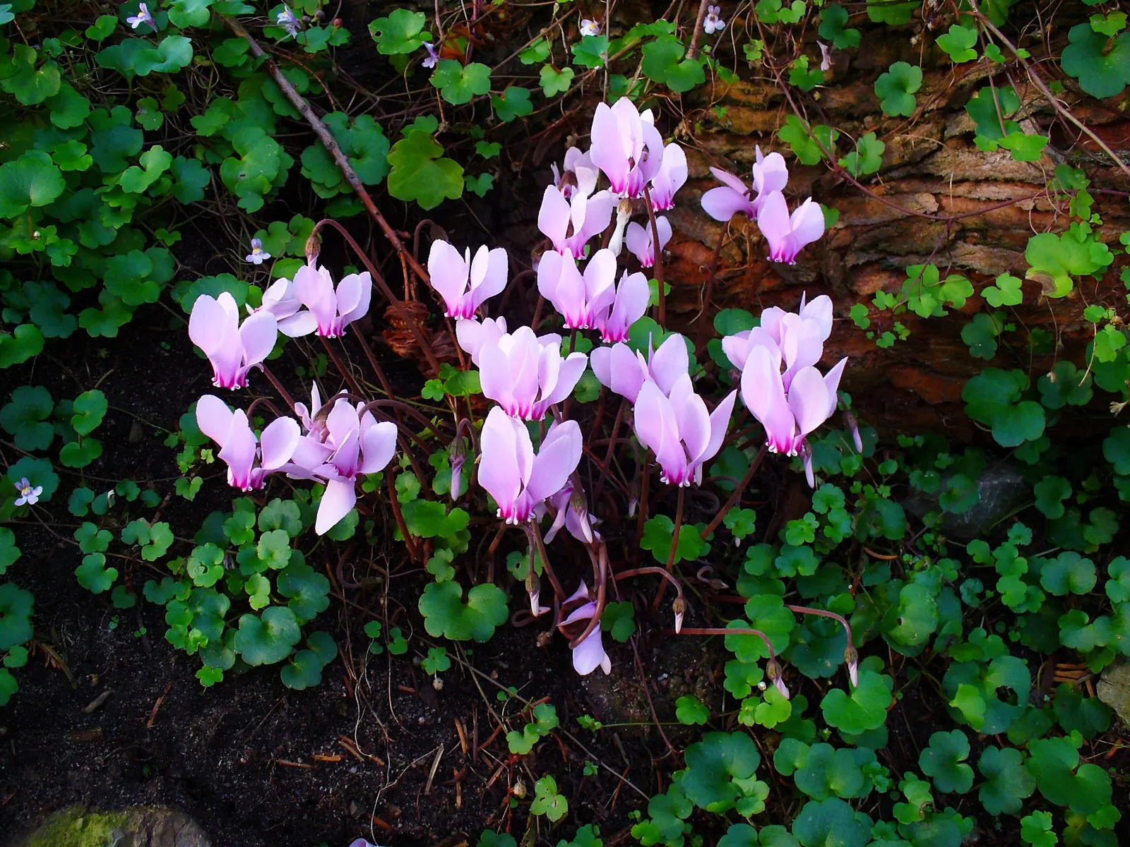 Hardy Cyclamen (Cyclamen Hederifolium) — heart-shaped foliage rises to about 6-9 inches; intricately patterned foliage which resembles the shape of ivy leaves
