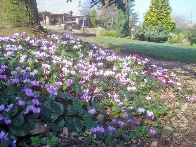 Hardy Cyclamen (Cyclamen Hederifolium) — making it a perfect candidate for ground cover; with striking pink blossoms emerging late summer through fall