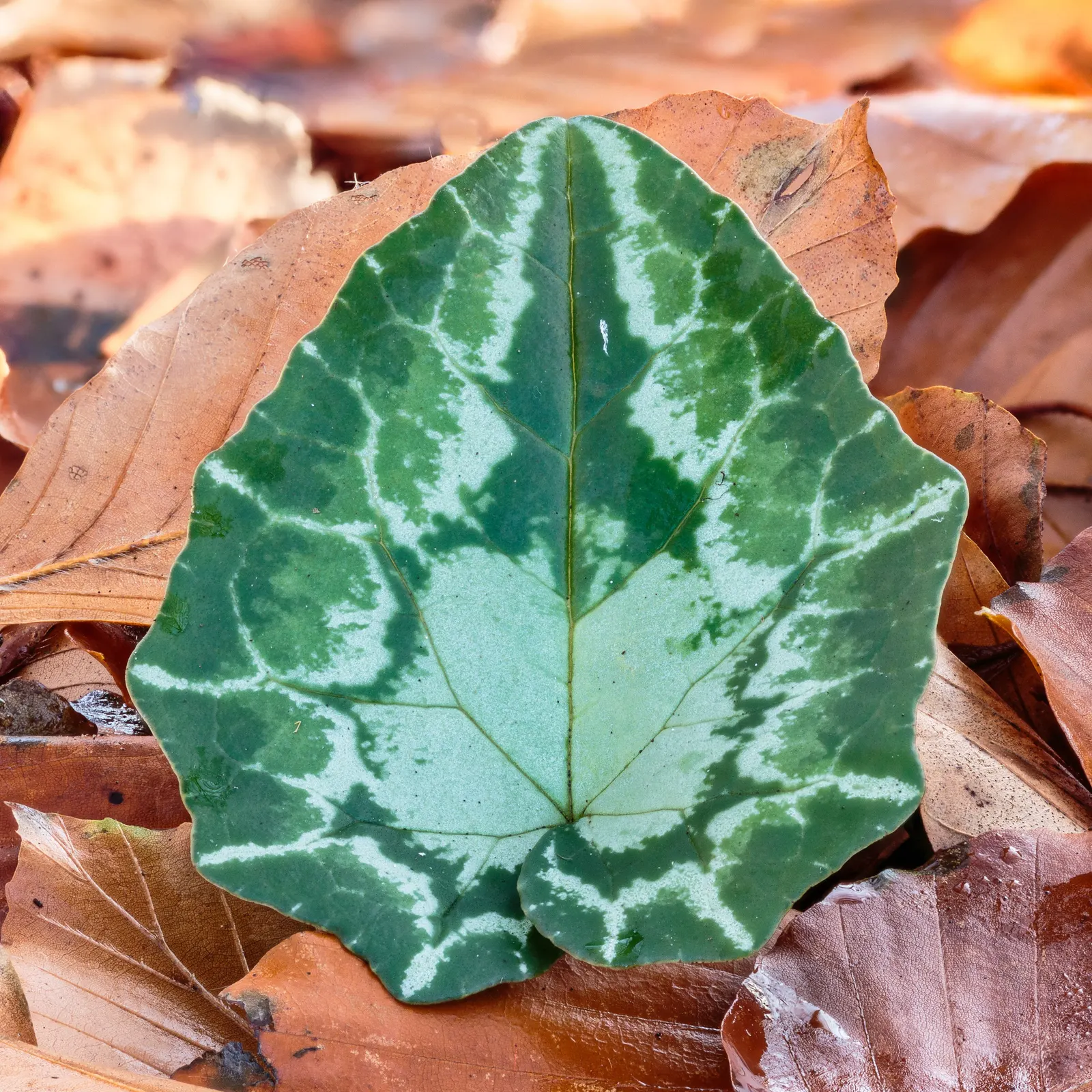 Hardy Cyclamen (Cyclamen Hederifolium) — retreating below ground where its tubers can rest until the cooler weather triggers a new cycle of growth