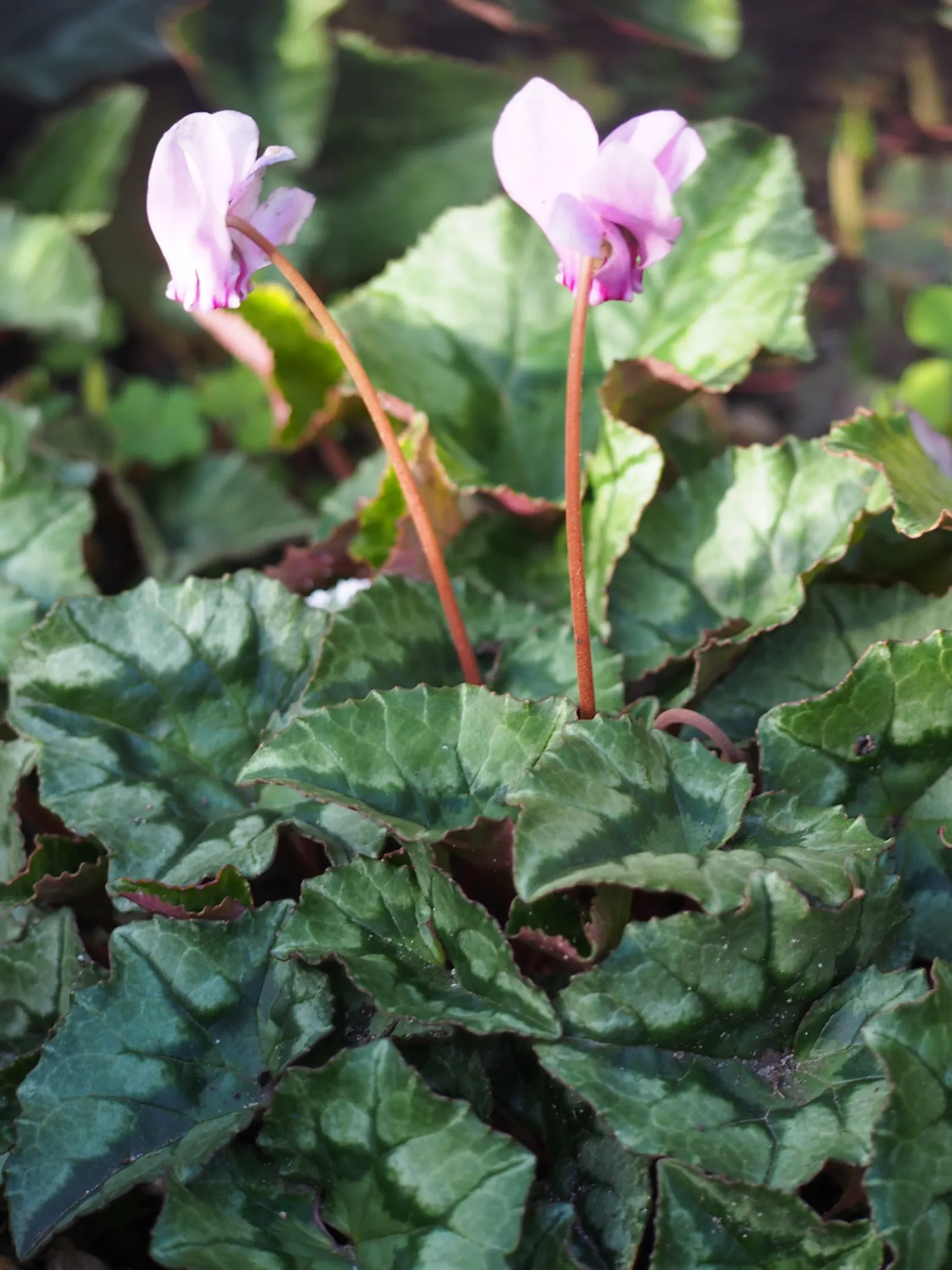 Hardy Cyclamen (Cyclamen Hederifolium) — retreating below ground where its tubers can rest until the cooler weather triggers a new cycle of growth; right