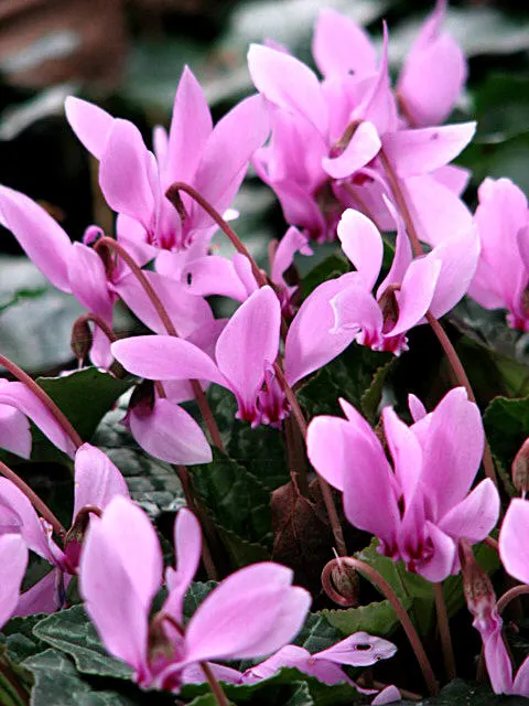 Hardy Cyclamen (Cyclamen Hederifolium) — is a gem for any landscape design seeking to introduce a touch of refined charm and resilience