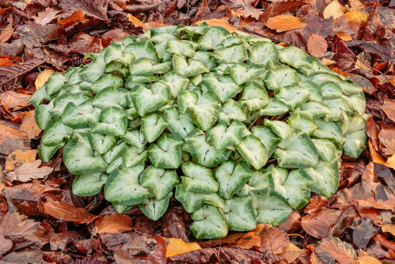 Hardy Cyclamen (Cyclamen Hederifolium) — scientifically named Cyclamen hederifolium