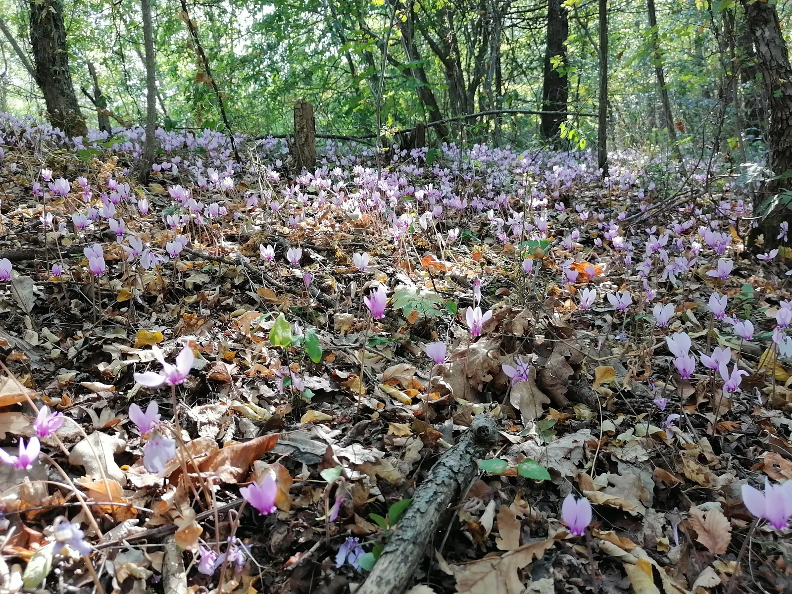 Hardy Cyclamen (Cyclamen Hederifolium) — Hardy Cyclamen, Cyclamen hederifolium, provides delicate beauty in shadier spots