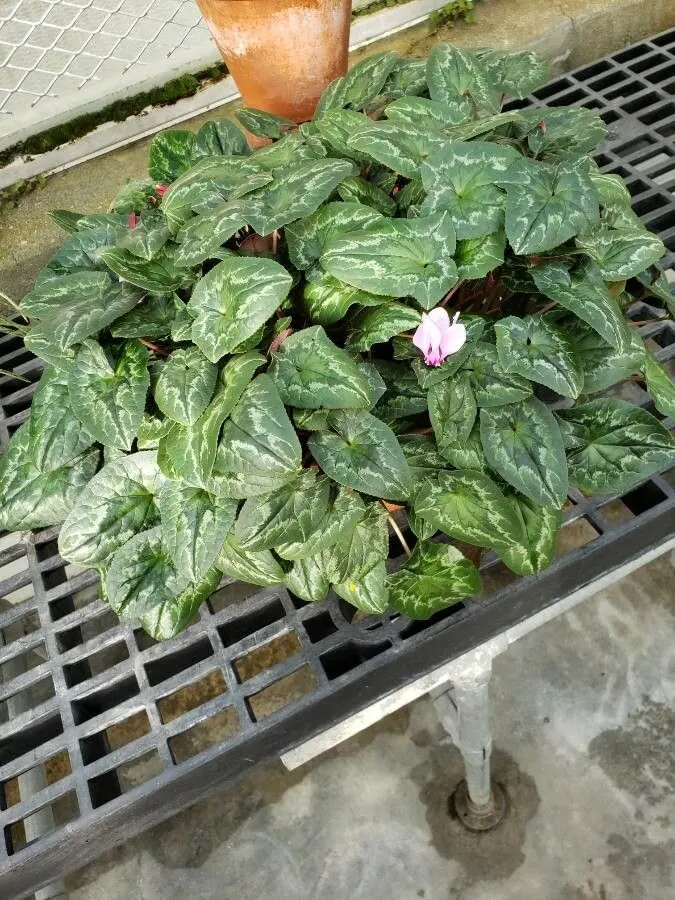 Hardy Cyclamen (Cyclamen Hederifolium) — is remarkably drought tolerant; retreating below ground where its tubers can rest until the cooler weather triggers a