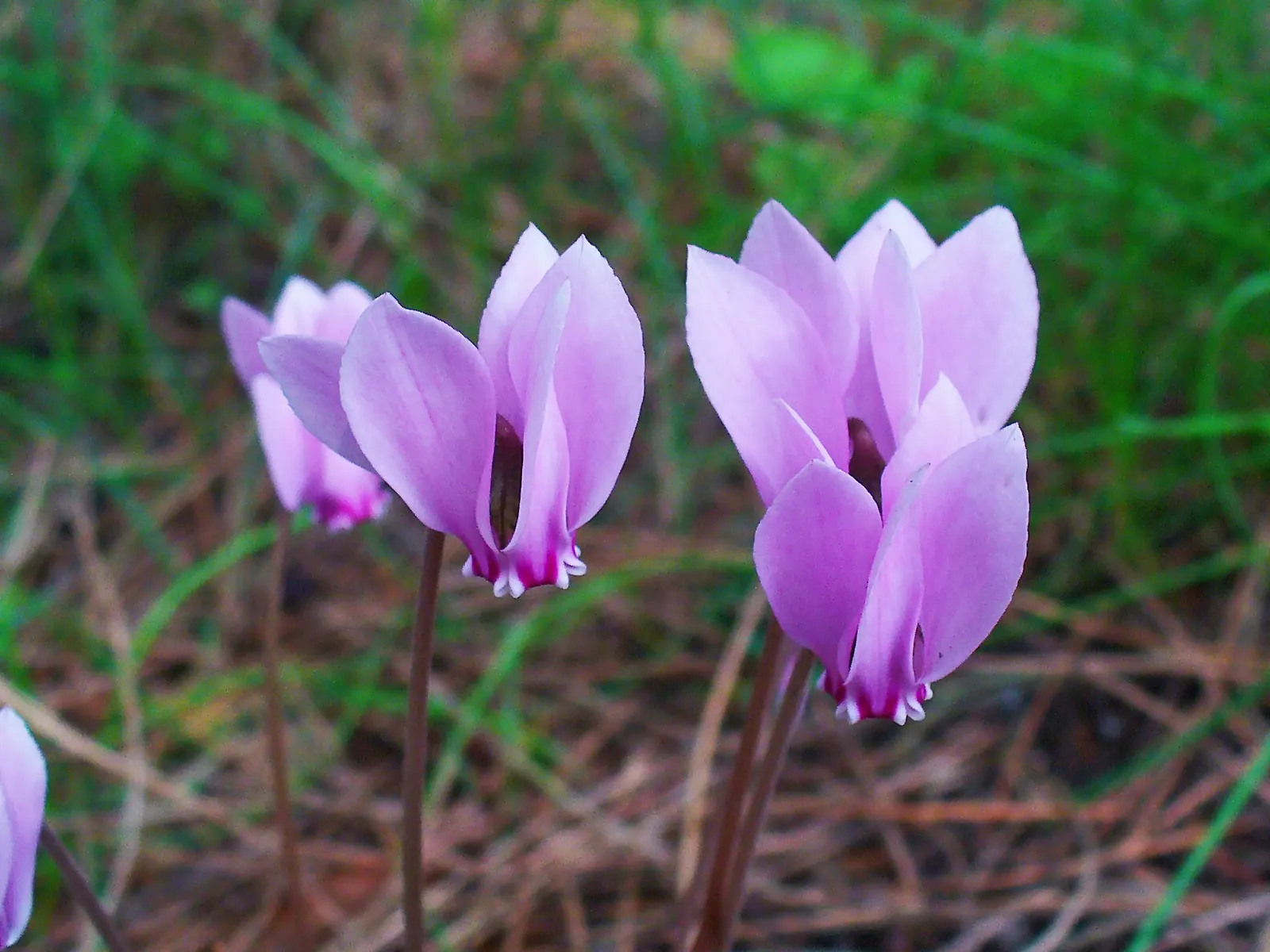 Hardy Cyclamen (Cyclamen Hederifolium) — the plant goes dormant in the summer