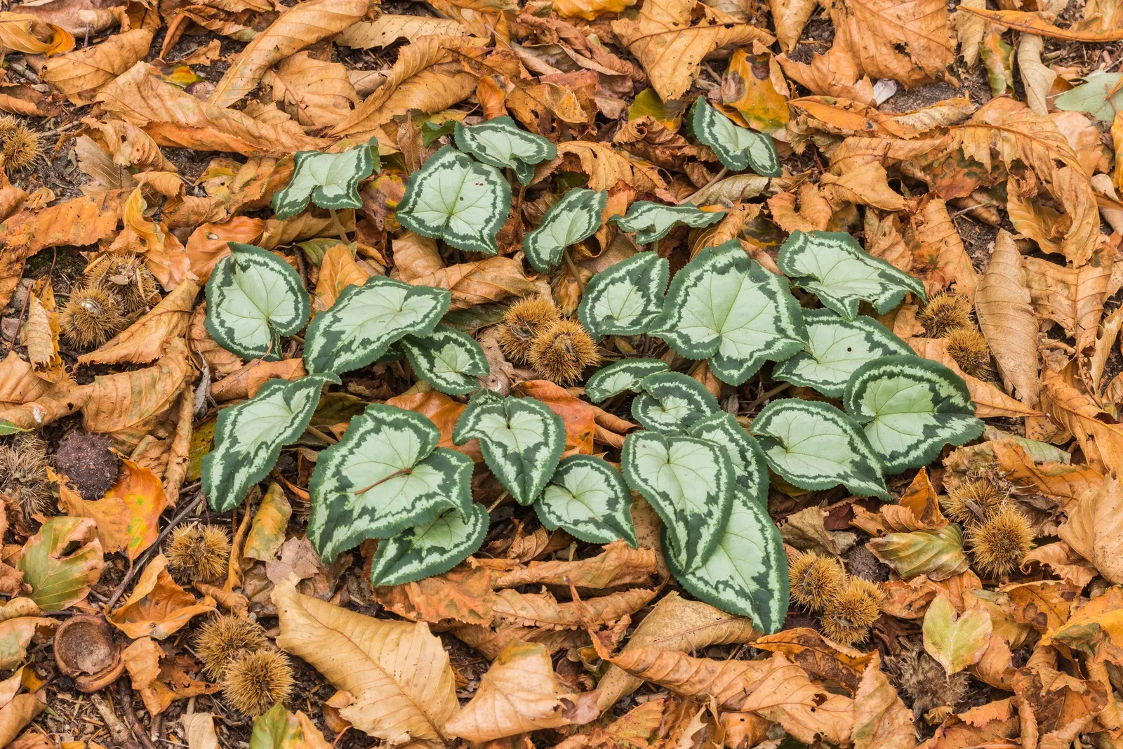 Hardy Cyclamen (Cyclamen Hederifolium) — rock gardens or naturalized woodland settings.<br><br>Preferring partial to full shade; its most distinguishing