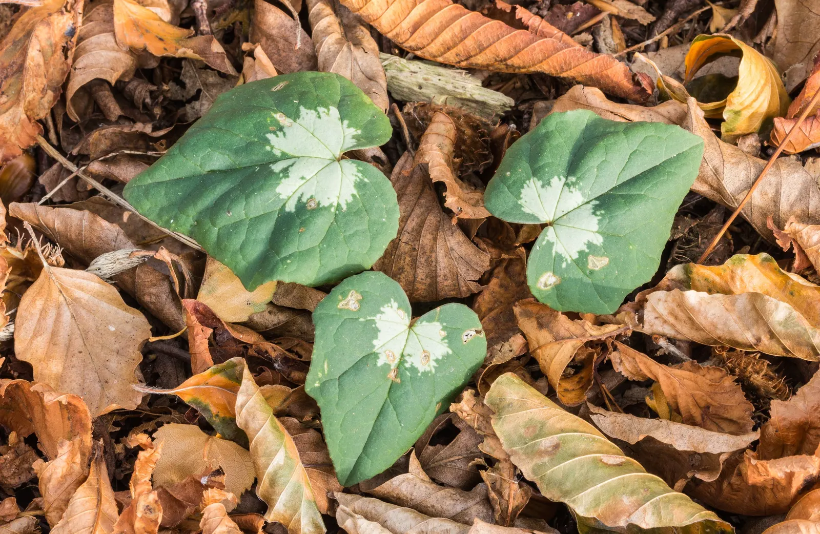 Hardy Cyclamen (Cyclamen Hederifolium) — emerge in late summer to early fall
