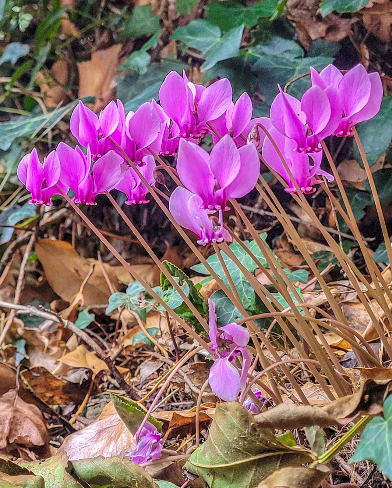 Hardy Cyclamen (Cyclamen Hederifolium) — Frost hardy down to USDA zone 5, they can survive brief periods of cold, down to -20&deg;F; hardy Cyclamen, Cyclamen