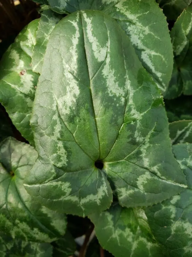 Hardy Cyclamen (Cyclamen Hederifolium) — Its most distinguishing feature is the beautiful