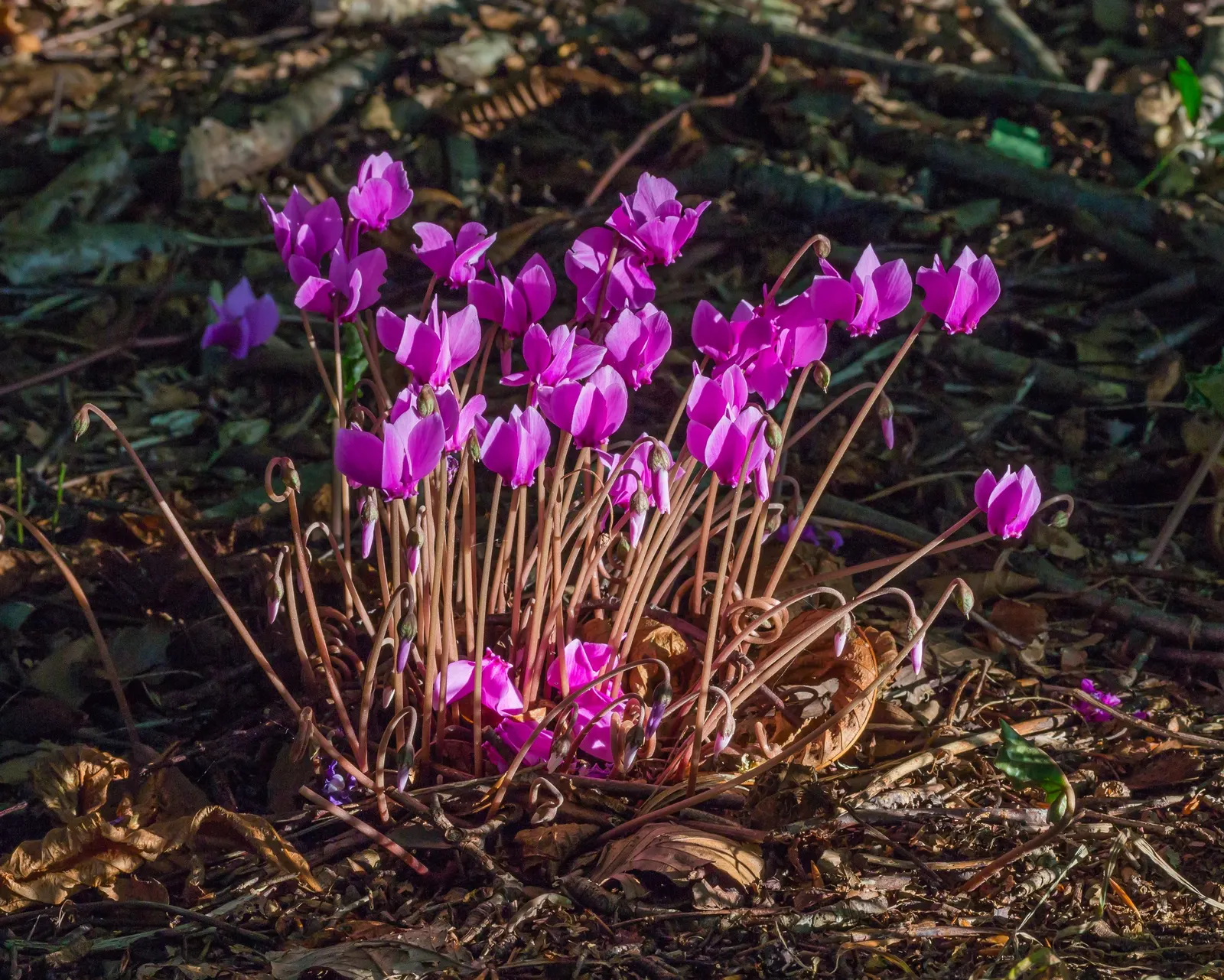 Hardy Cyclamen (Cyclamen Hederifolium) — intricately patterned foliage which resembles the shape of ivy leaves; emerge in late summer to early fall