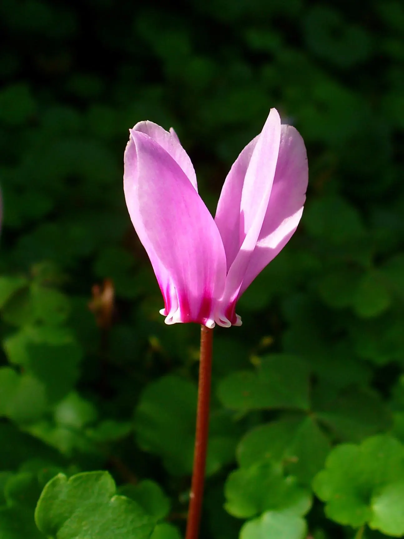 Hardy Cyclamen (Cyclamen Hederifolium) — For seasonal interest and minimal maintenance