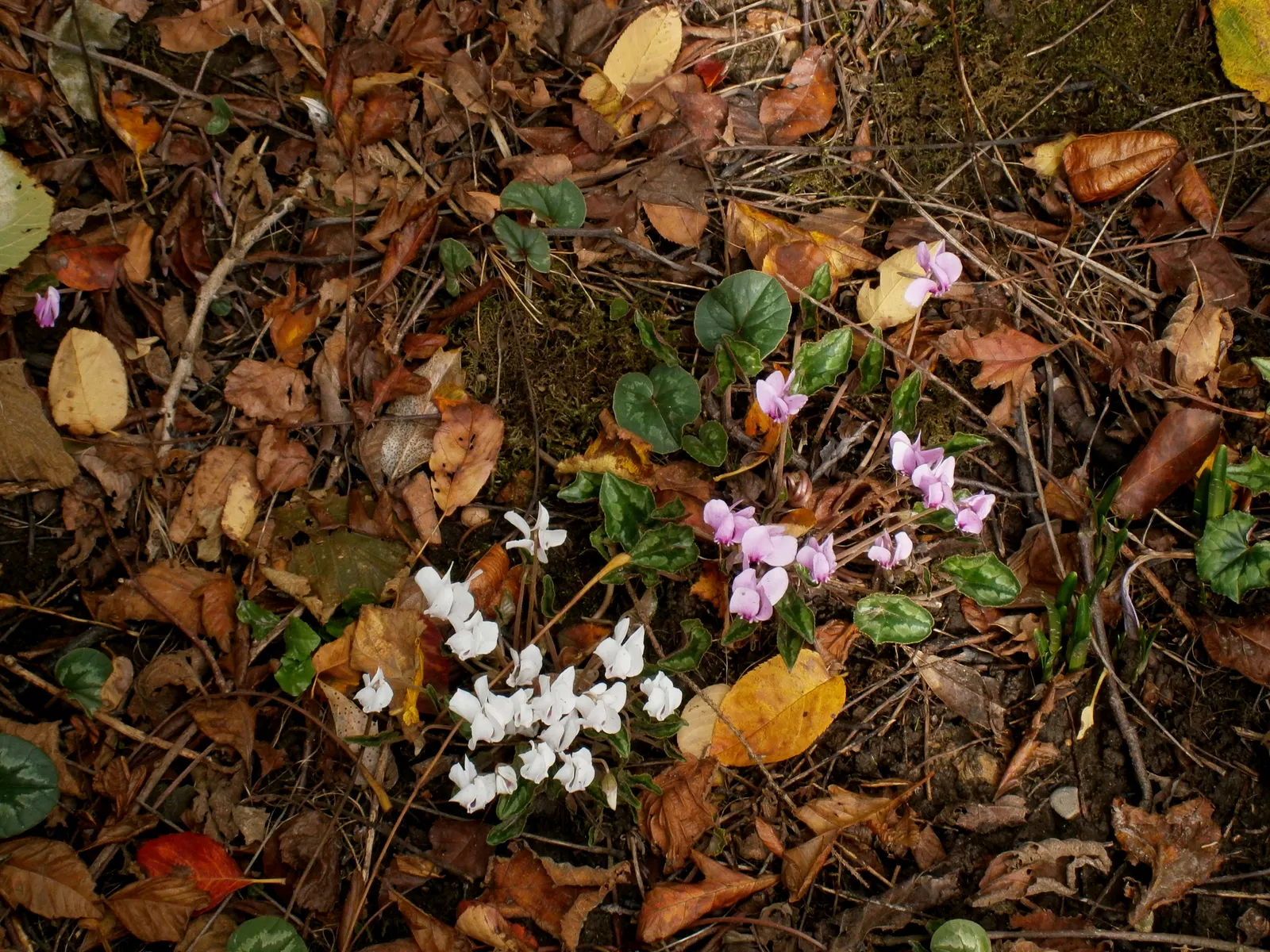 Hardy Cyclamen (Cyclamen Hederifolium) — upswept pink to white petals with a magenta base; rock gardens or naturalized woodland settings.<br><br>Preferring