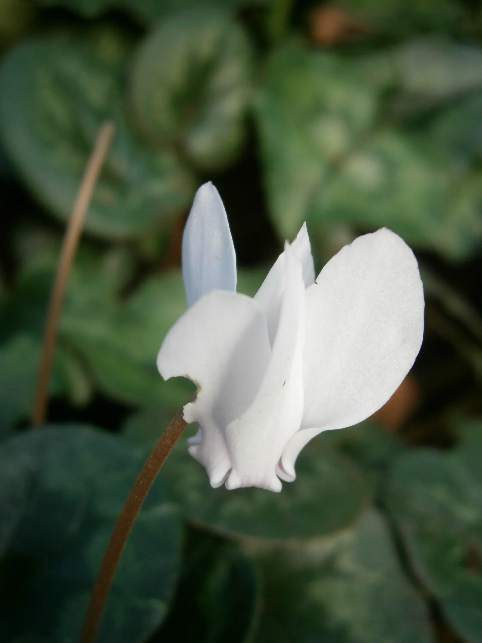 Hardy Cyclamen (Cyclamen Hederifolium) — with their deep green and silver-marbled patterns