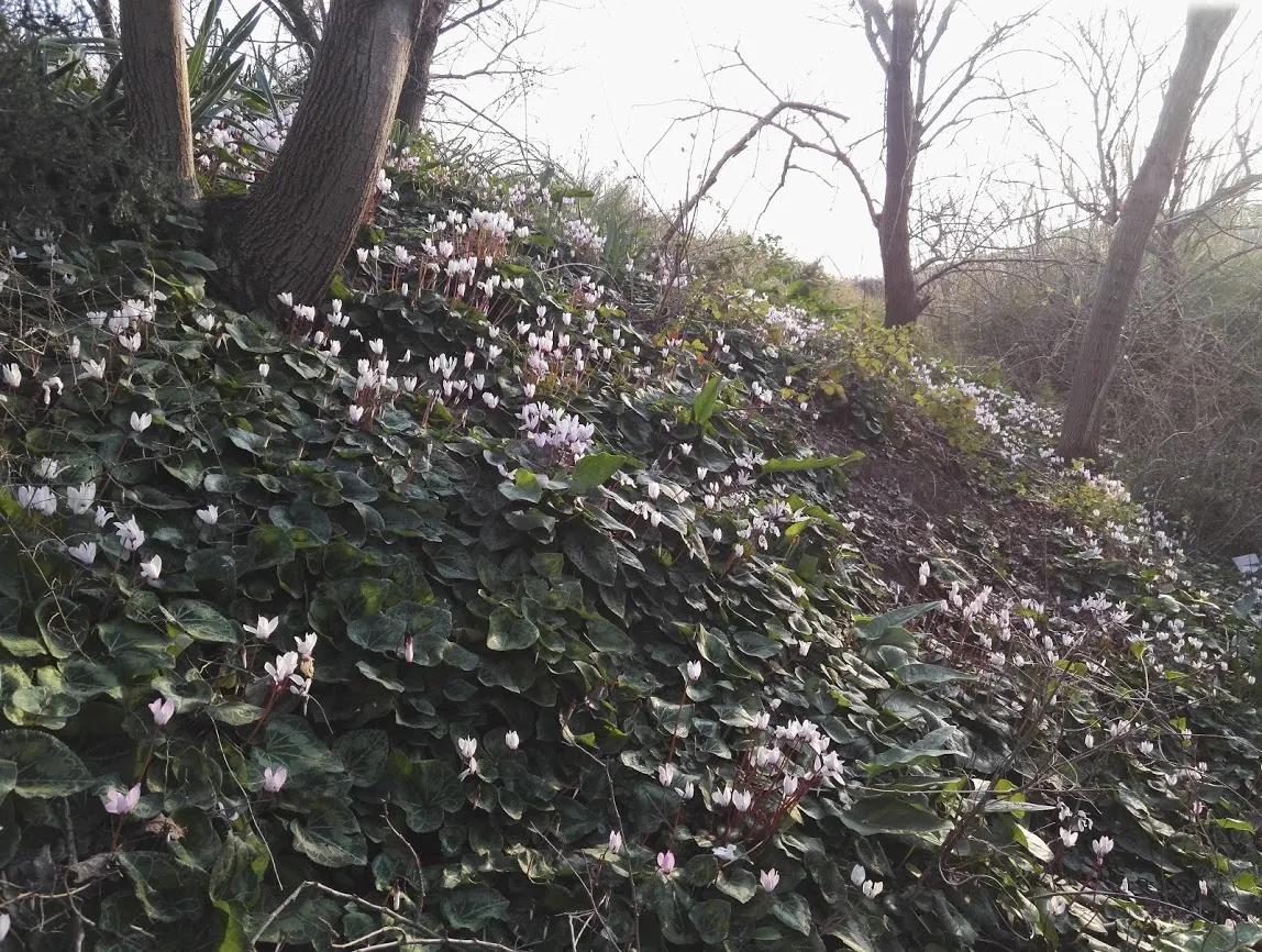 Hardy Cyclamen (Cyclamen Hederifolium) — offering lasting aesthetic appeal year after year; it's perfect for understory plantings and naturalizing in woodland