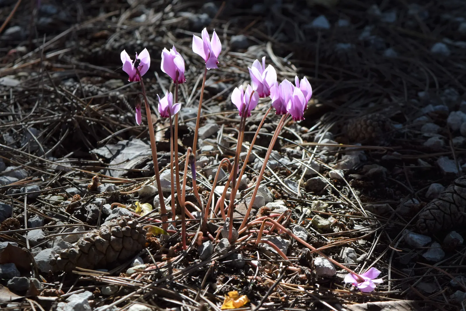 Hardy Cyclamen (Cyclamen Hederifolium) — Its most distinguishing feature is the beautiful; the charming blooms and foliage add subtle elegance to dappled shade