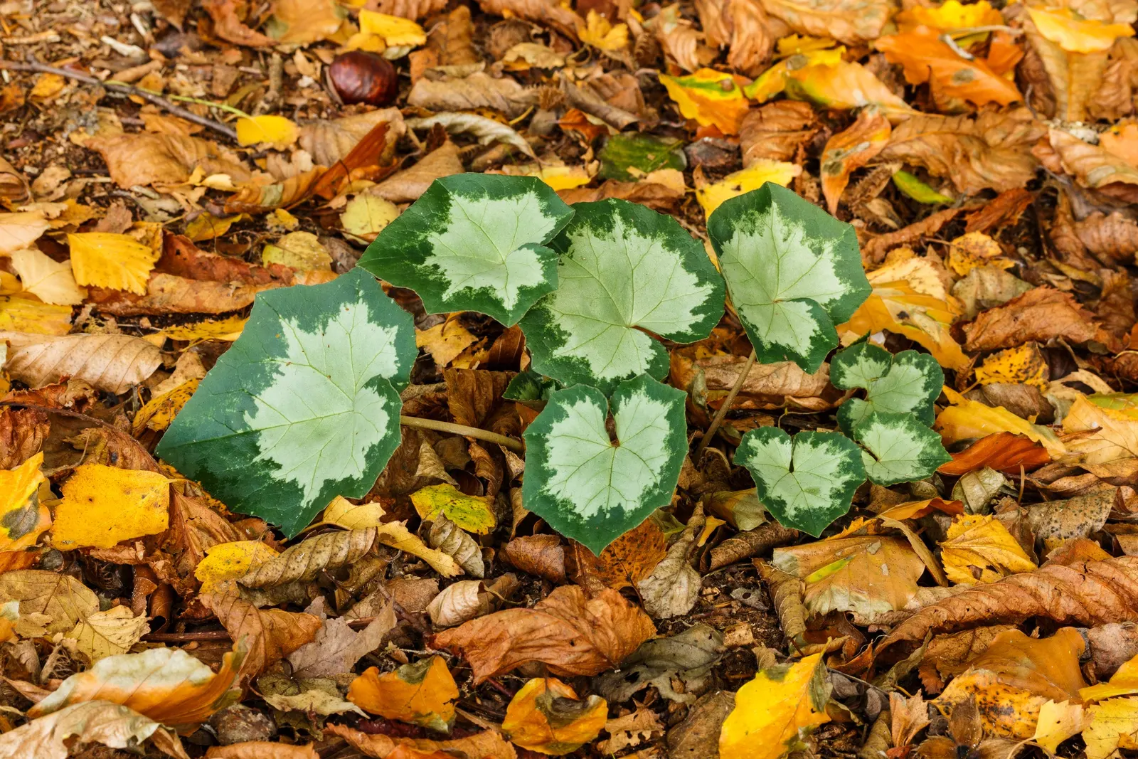Hardy Cyclamen (Cyclamen Hederifolium) — right before or as the flowers bloom.<br><br>Flowering from late summer into the autumn