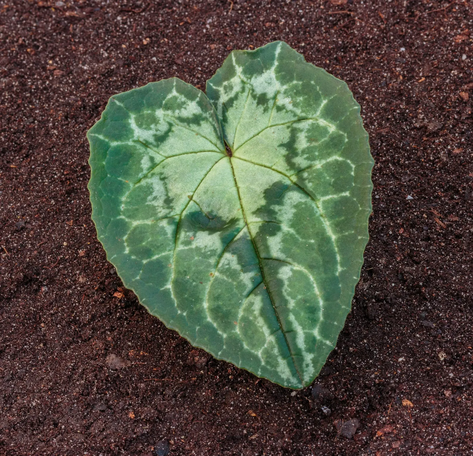 Hardy Cyclamen (Cyclamen Hederifolium) — This resilient perennial thrives in USDA Zones 5-9, preferring well-drained soil; for seasonal interest, image 64