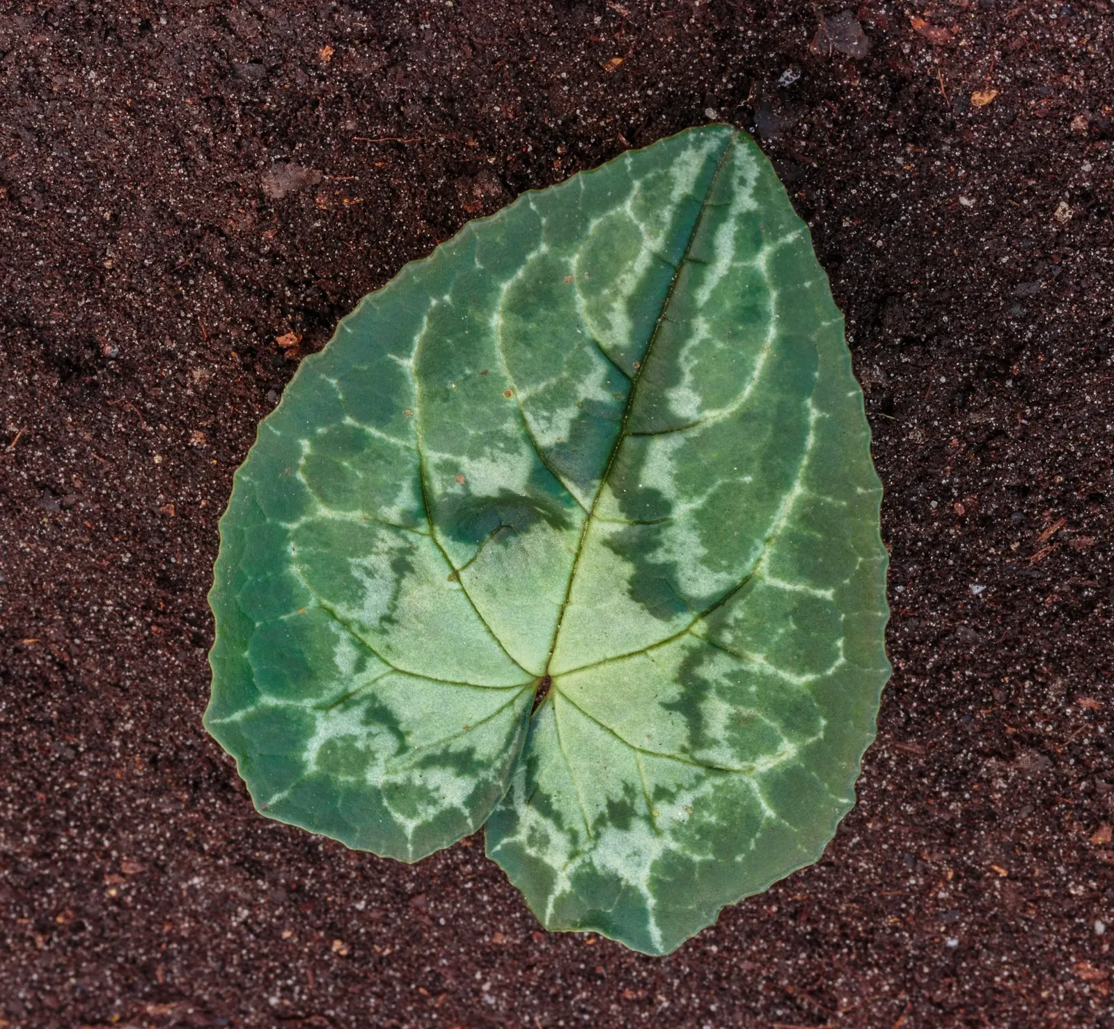 Hardy Cyclamen (Cyclamen Hederifolium) — The charming blooms and foliage add subtle elegance to dappled shade gardens