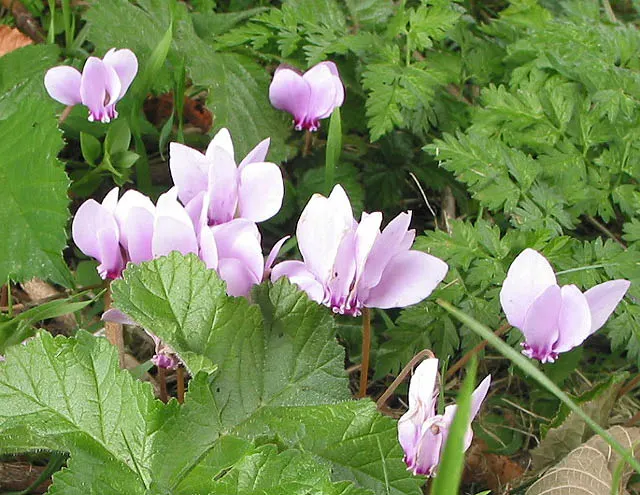Hardy Cyclamen (Cyclamen Hederifolium) — it's perfect for understory plantings and naturalizing in woodland settings; is a gem for any landscape, image 66