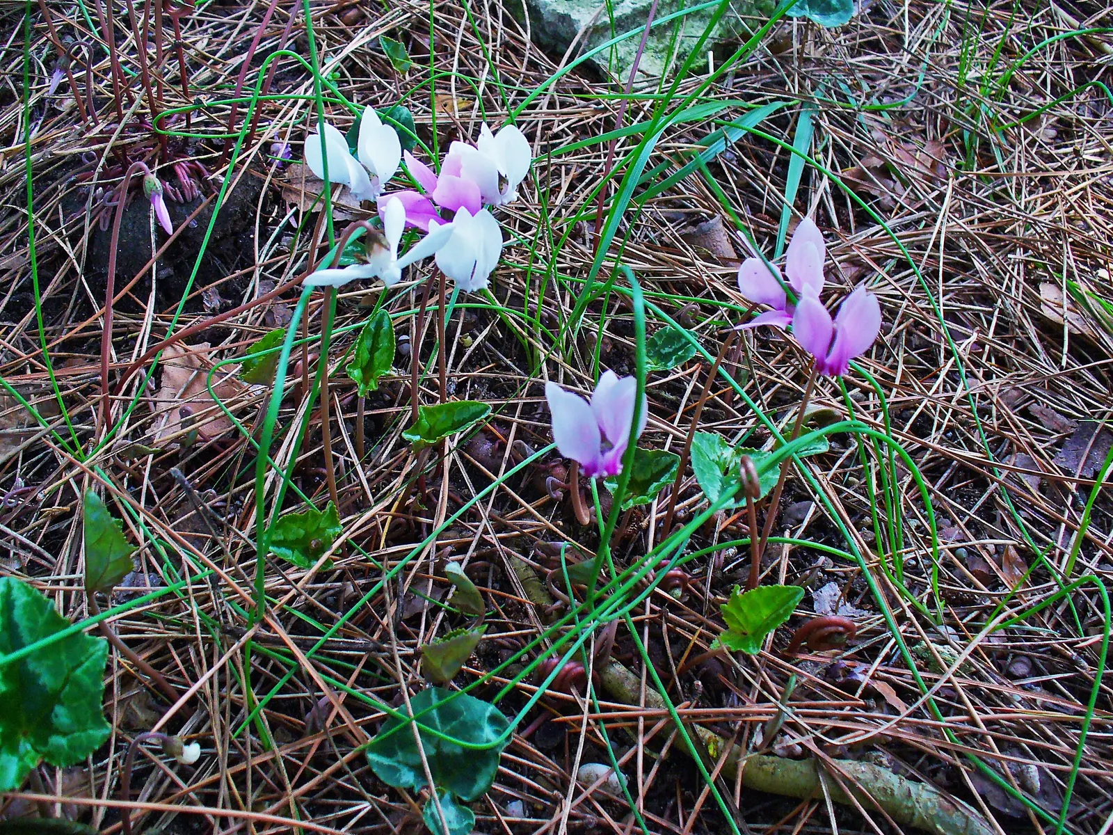 Hardy Cyclamen (Cyclamen Hederifolium) — heart-shaped foliage rises to about 6-9 inches; intricately patterned foliage which resembles the shape of, image 62